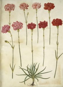 Dianthus caryophyllus (clavel) de Hans Simon Holtzbecker