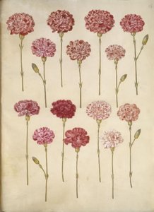 Dianthus caryophyllus (clavel) de Hans Simon Holtzbecker