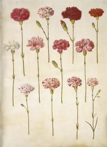 Dianthus caryophyllus (clavel) de Hans Simon Holtzbecker