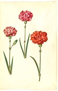 Dianthus caryophyllus (clavel)