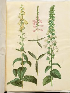 Digitalis grandiflora; Physostegia virginiana; Digitalis purpurea