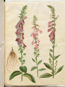 Digitalis purpurea (dedalera común)