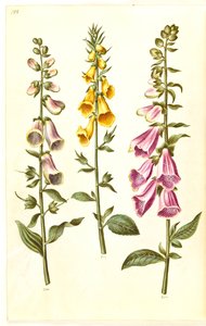 Digitalis purpurea (dedalera común); Digitalis grandiflora (dedalera de flores grandes) de Hans Simon Holtzbecker
