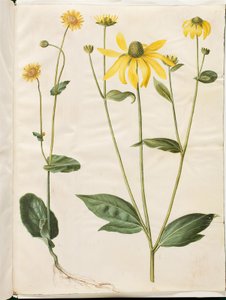 Doronicum pardalianches (corazón de león); Rudbeckia laciniata (sombrero de sol recortado)