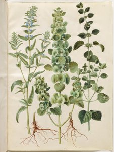 Dracocephalum moldavica; Moluccella spinosa; Melissa officinalis