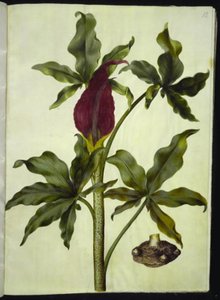 Dracunculus vulgaris (dracón vulgar) de Hans Simon Holtzbecker