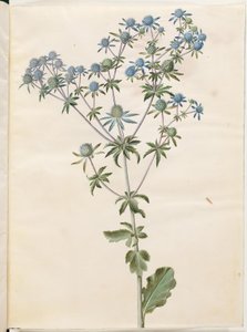 Eryngium planum de Hans Simon Holtzbecker