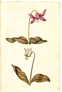 Erythronium dens-canis (diente de perro verdadero) de Hans Simon Holtzbecker