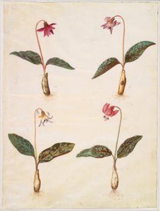 Erythronium dens-canis (diente de perro auténtico) de Hans Simon Holtzbecker