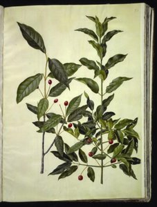 Euonymus latifolius (bonetero de hoja ancha); Euonymus europaeus (bonetero común) de Hans Simon Holtzbecker