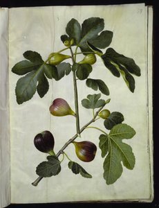Ficus carica (higuera común) de Hans Simon Holtzbecker