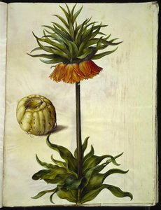 Fritillaria imperialis (corona imperial)