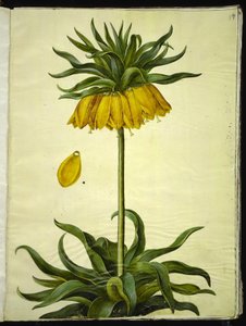 Fritillaria imperialis (corona imperial) de Hans Simon Holtzbecker