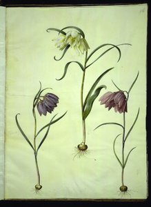 Fritillaria meleagris (campanilla común)