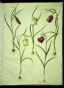 Fritillaria meleagris (viborera común) de Hans Simon Holtzbecker