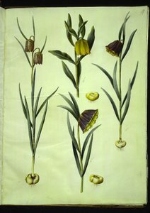 Fritillaria meleagris; Fritillaria aurea o Fritillaria tubiformis & moggridgei; Fritillaria montana