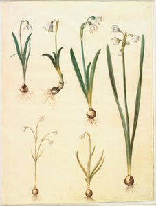 Galanthus nivalis (campanilla de invierno); Leucojum vernum (campanilla de primavera); Leucojum aestivum (campanilla de verano); Leucojum autumnale (campanilla de otoño)