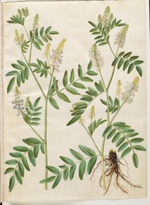 Galega officinalis (læge-stregbælg) de Hans Simon Holtzbecker