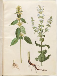 Galeopsis speciosa; Salvia sclarea de Hans Simon Holtzbecker