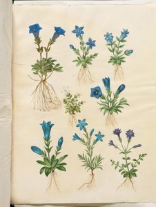 Gentiana acaulis (genciana sin tallo); Gentiana verna (genciana de primavera); Gentiana acaulis (genciana sin tallo); Gentiana (especie de genciana) de Hans Simon Holtzbecker