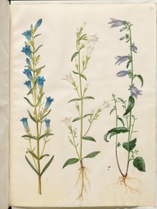 Gentiana pneumonanthe (genciana de campana); Campanula patula (campanilla); Campanula rapunculoides (campanilla unilaterales) de Hans Simon Holtzbecker