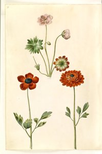 Geranium sanguineum striatum (geranio rayado); Ranunculus asiaticus (ranúnculo de jardín) de Hans Simon Holtzbecker