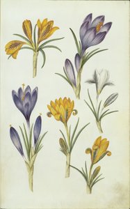 Alemán: Krokusse de Hans Simon Holtzbecker