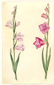 Gladiolus communis