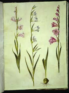 Gladiolo común (gladiolus communis)