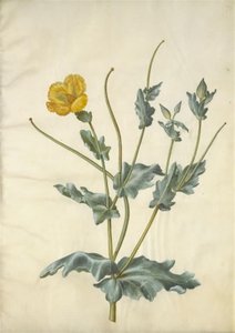 Glaucium flavum (amapola marina) de Hans Simon Holtzbecker