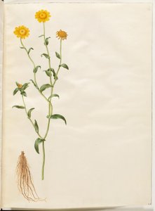 Glebionis segetum (margarita amarilla)