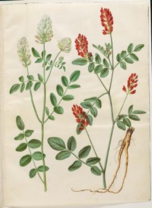 Hedysarum coronarium (trébol rojo) de Hans Simon Holtzbecker