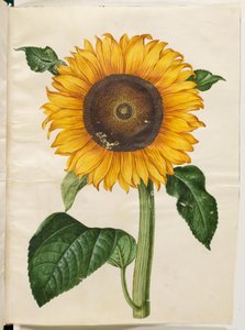 Helianthus annuus (girasol común) de Hans Simon Holtzbecker