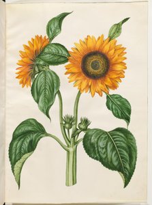 Helianthus annuus (girasol común) de Hans Simon Holtzbecker