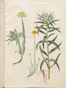 Helichrysum orientale; Helichrysum Stoechas; Anaphalis margaritacea de Hans Simon Holtzbecker