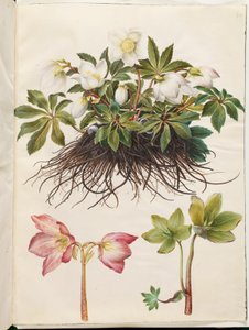 Helleborus niger (rosa de Navidad común)
