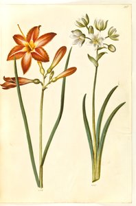 Hemerocallis fulva (lirio de día marrón); Ornithogalum arabicum (estrella de leche)