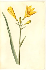 Hemerocallis lilioasphodelus (lirio de día amarillo) de Hans Simon Holtzbecker