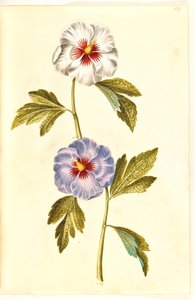 Hibiscus syriacus (rosa de Siria)