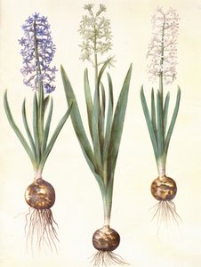 Hyacinthoides orientalis simp et pl de Hans Simon Holtzbecker