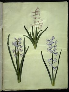 Hyacinthus orientalis (jacinto común)