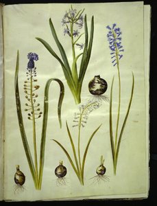 Hyacinthus orientalis (jacinto común); Muscari comosum (jacinto de penacho); Brimeura amethystina (jacinto pirenaico) de Hans Simon Holtzbecker