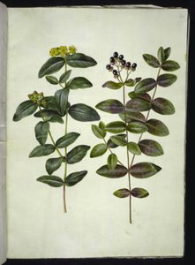 Hypericum androsaemum (hierba de San Juan)