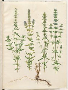 Hyssopus officinalis (hisopo verdadero)