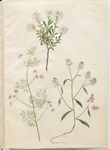 Iberis sempervirens (almohadilla de nieve); Coriandrum sativum (cilantro común); Iberis amara (flor de lazo amarga) de Hans Simon Holtzbecker