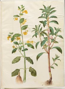 Impatiens noli-tangere (balsamina de primavera); Impatiens balsamina (balsamina de jardín) de Hans Simon Holtzbecker