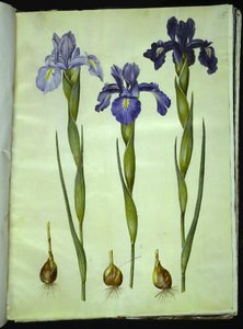 Iris latifolia (iris inglés) de Hans Simon Holtzbecker