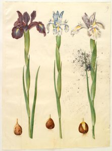 Iris latifolia (iris inglés)