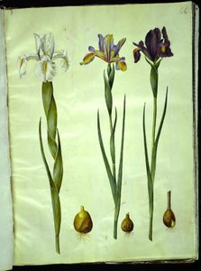 Iris latifolia (iris inglés); Iris xiphium (iris español) de Hans Simon Holtzbecker