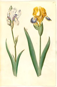 Iris pallida (iris pálido); Iris variegata (iris variado) de Hans Simon Holtzbecker